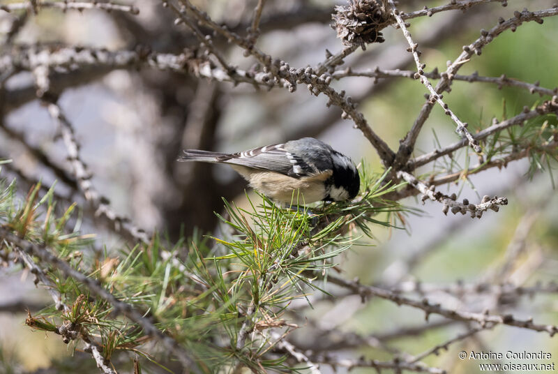 Mésange noireadulte, mange