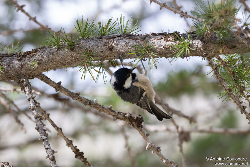 Mésange noireadulte, mange