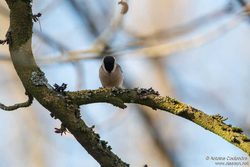 Marsh Titadult