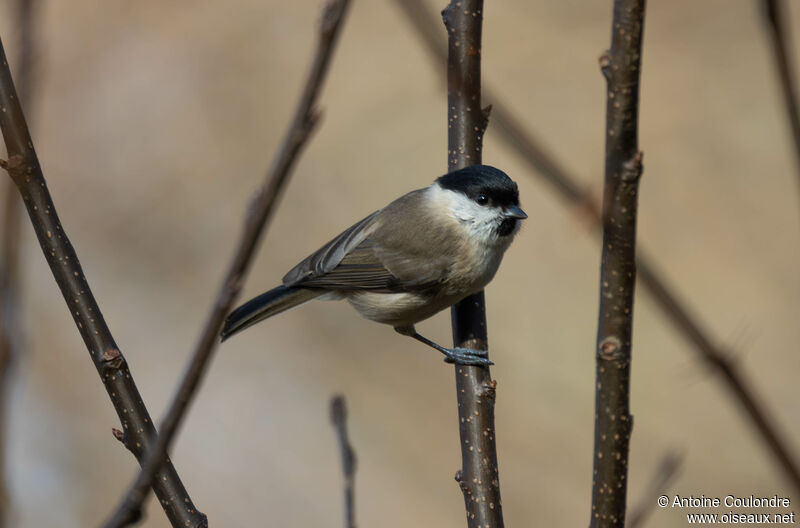 Mésange nonnetteadulte