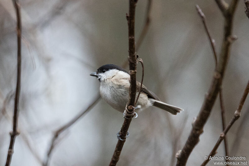 Mésange nonnetteadulte