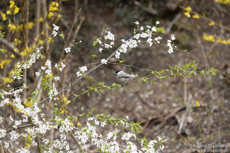 Mésange nonnetteadulte