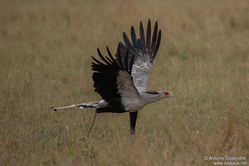 Secretarybirdadult, Flight