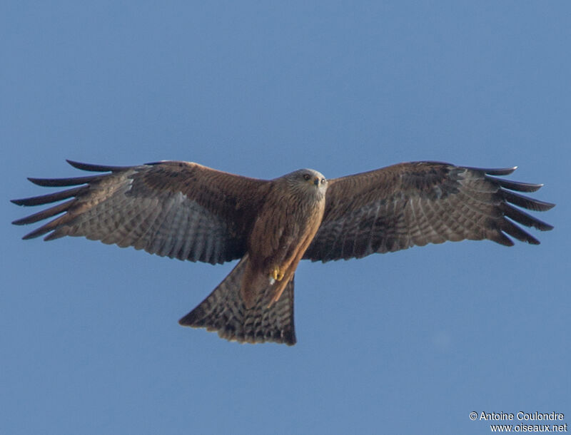 Black Kiteadult, fishing/hunting