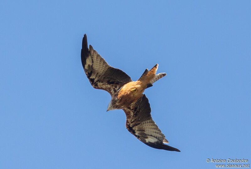 Red Kiteadult, Flight