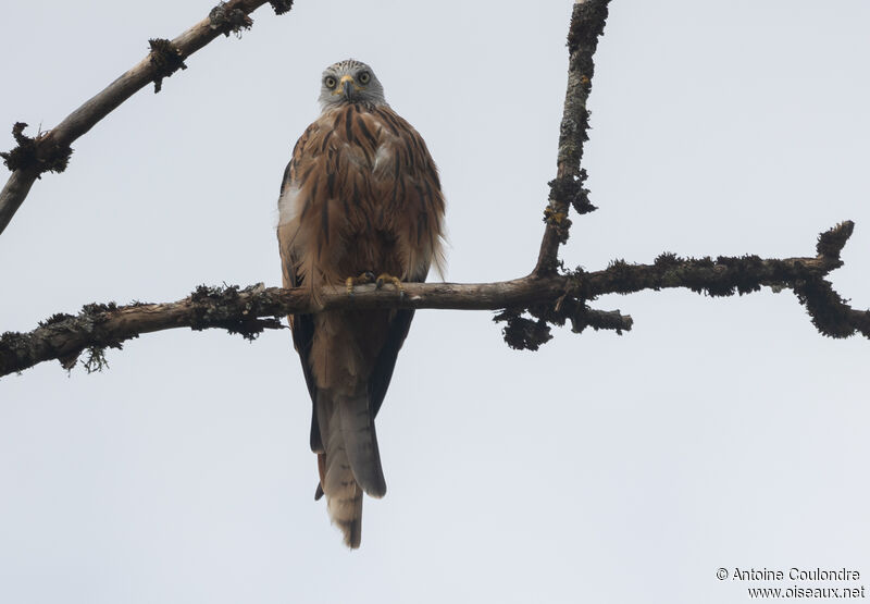 Red Kiteadult