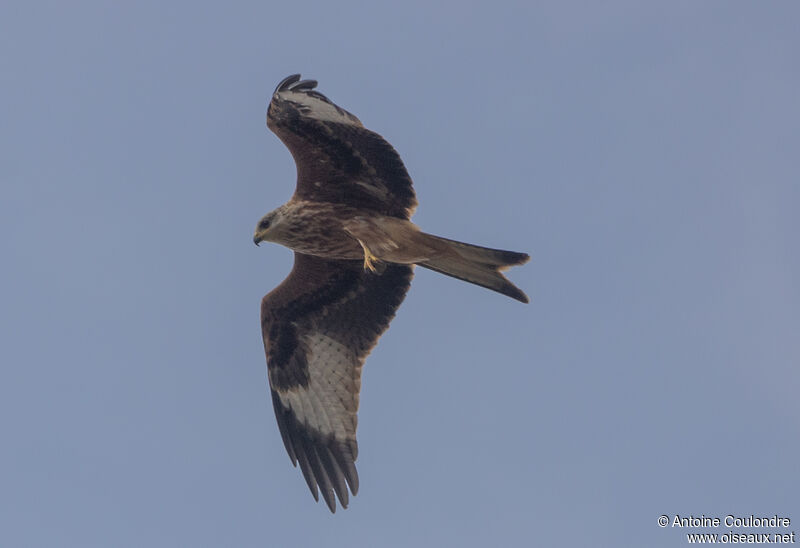 Red Kiteadult, Flight