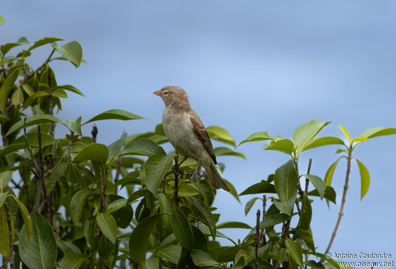 Yellow-spotted Bush Sparrowadult