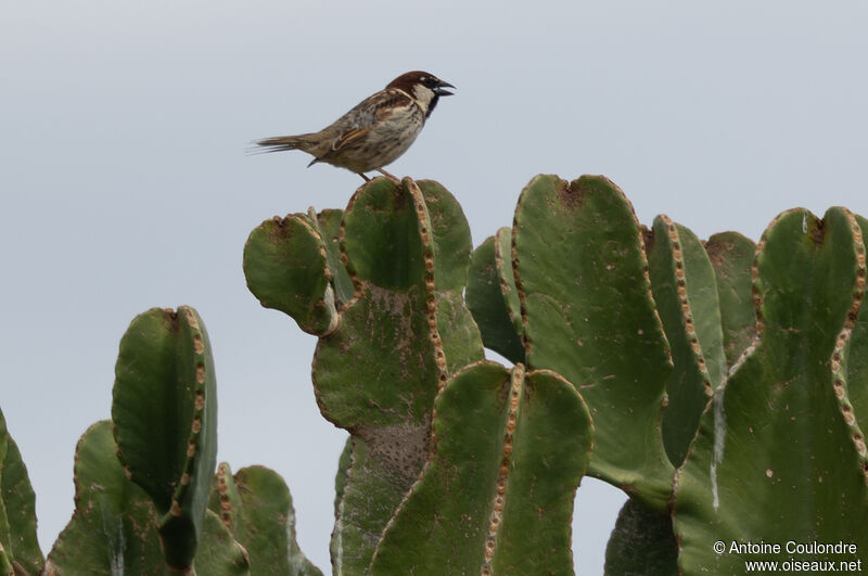 Moineau cisalpin mâle adulte