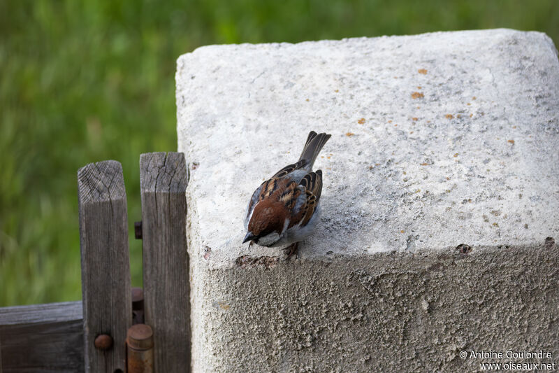 Moineau cisalpin mâle adulte