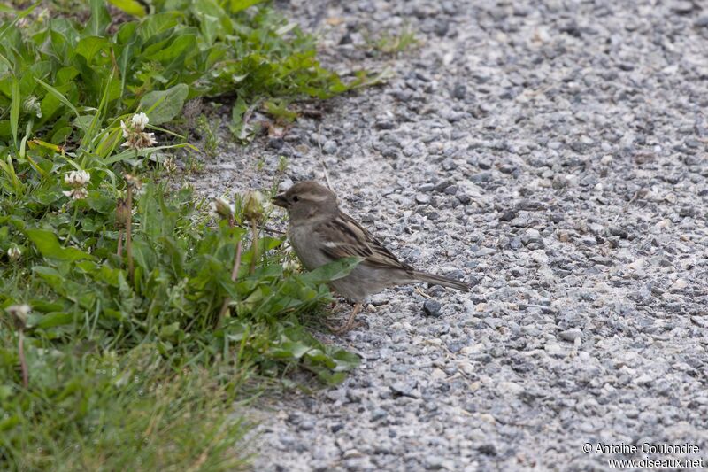 Moineau cisalpin femelle adulte