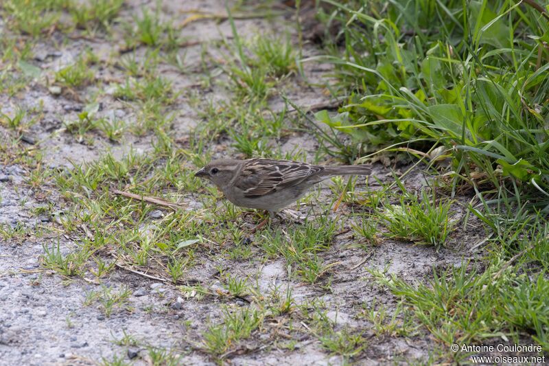 Italian Sparrow female adult