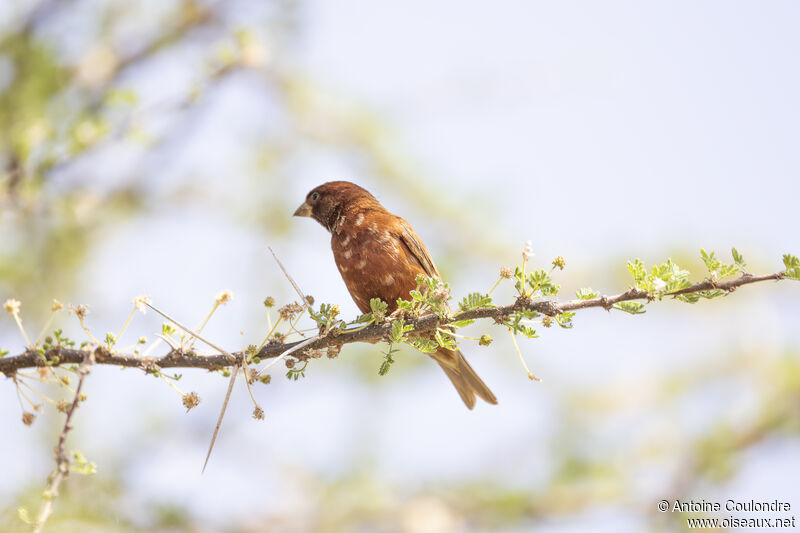 Chestnut Sparrow male adult