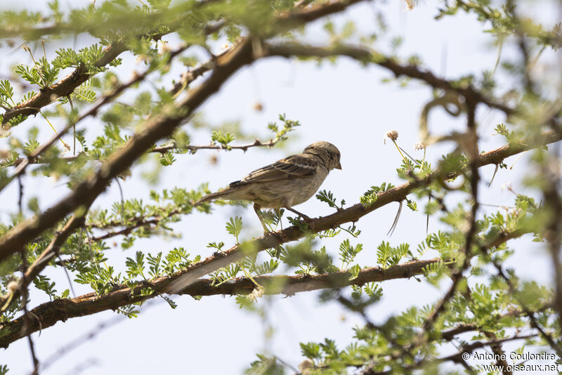 Chestnut Sparrow female adult