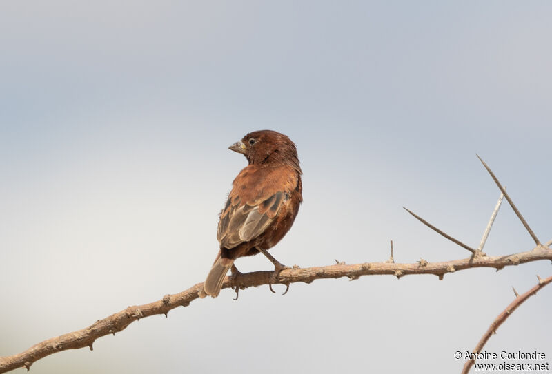 Chestnut Sparrow male adult