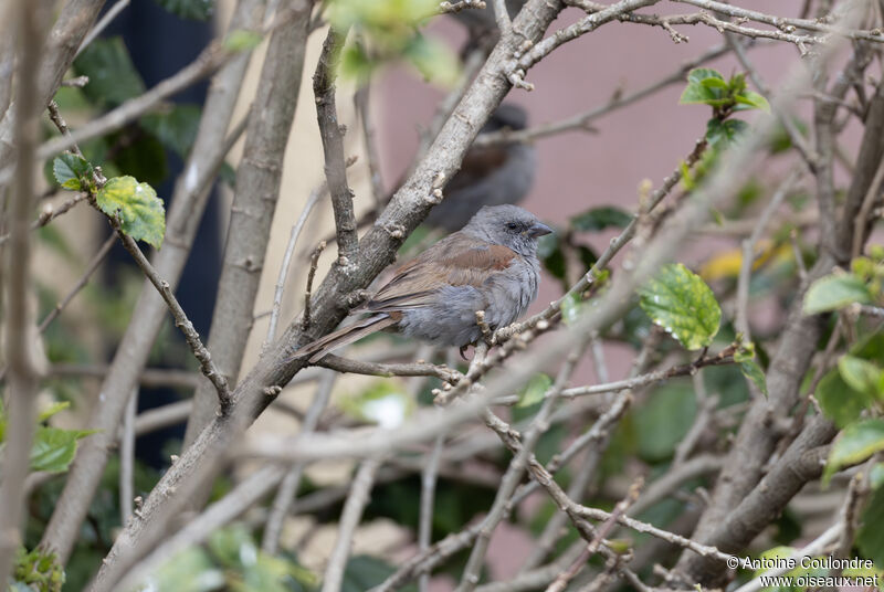 Moineau de Swainsonadulte