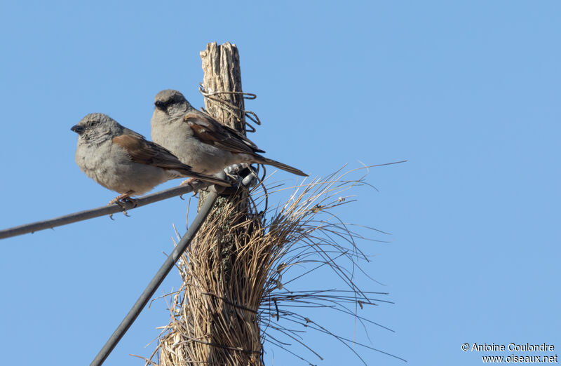 Moineau de Swainson