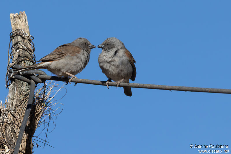 Moineau de Swainson