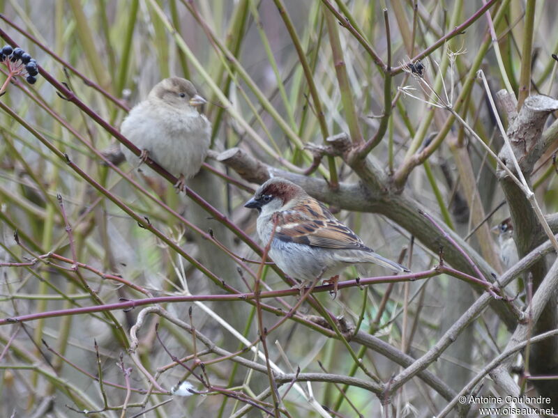 House Sparrowadult post breeding