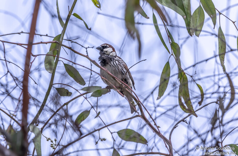 Moineau espagnol mâle adulte