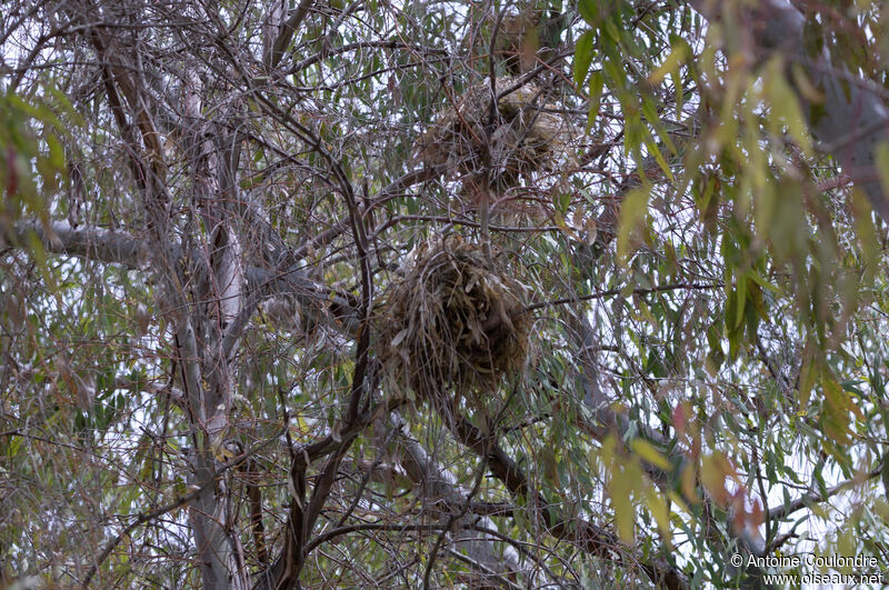 Moineau espagnol, Nidification