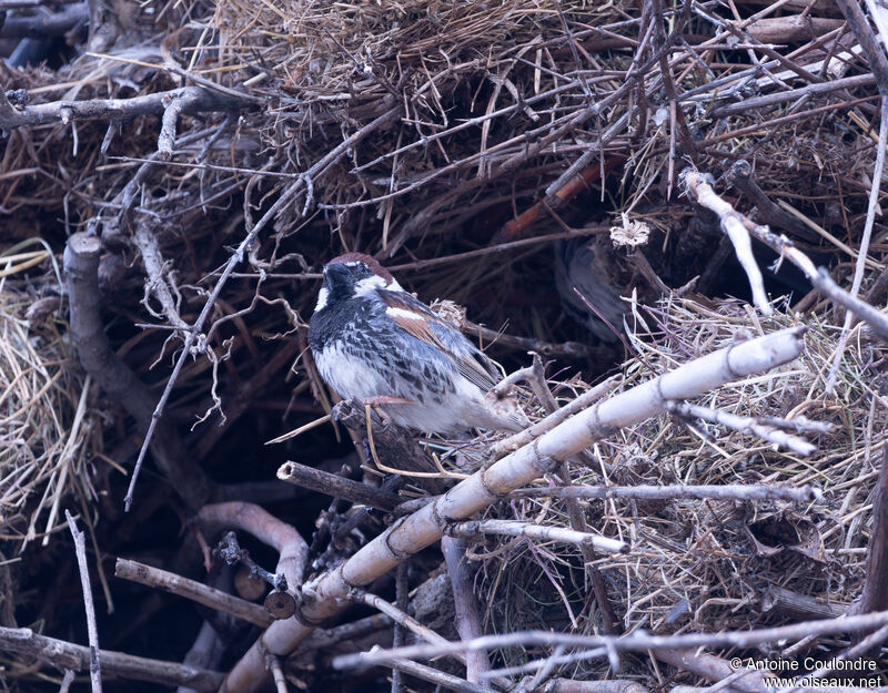 Spanish Sparrow male adult