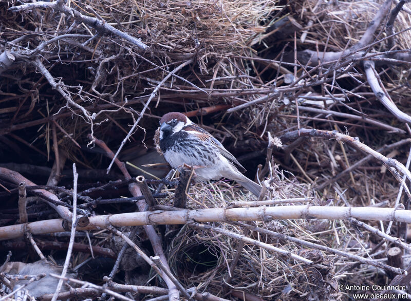 Spanish Sparrow male adult