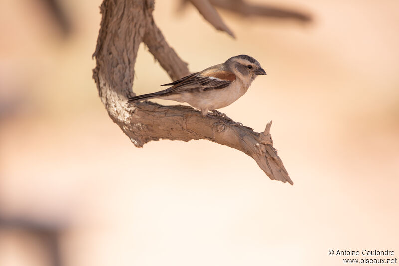 Cape Sparrow female adult