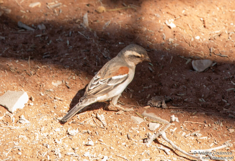 Moineau mélanure femelle adulte