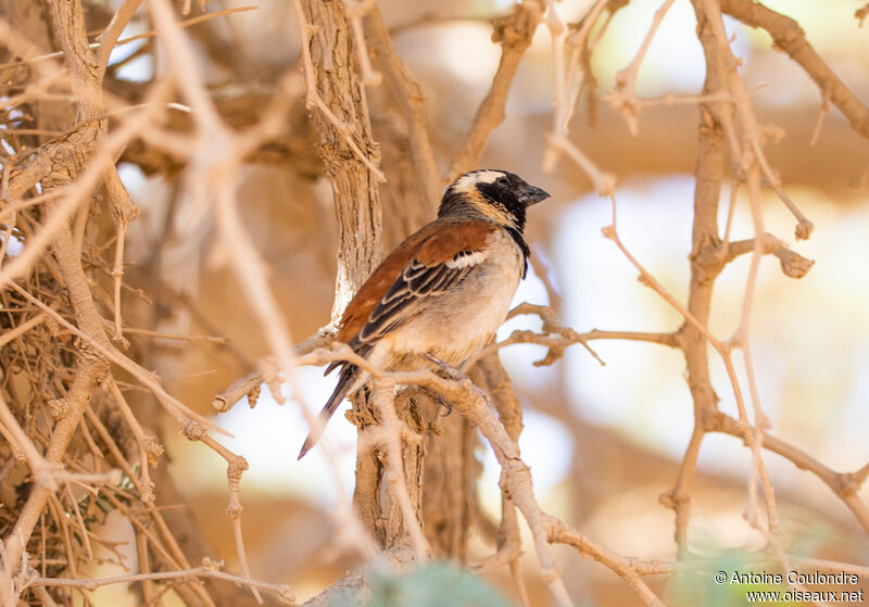 Cape Sparrow male adult