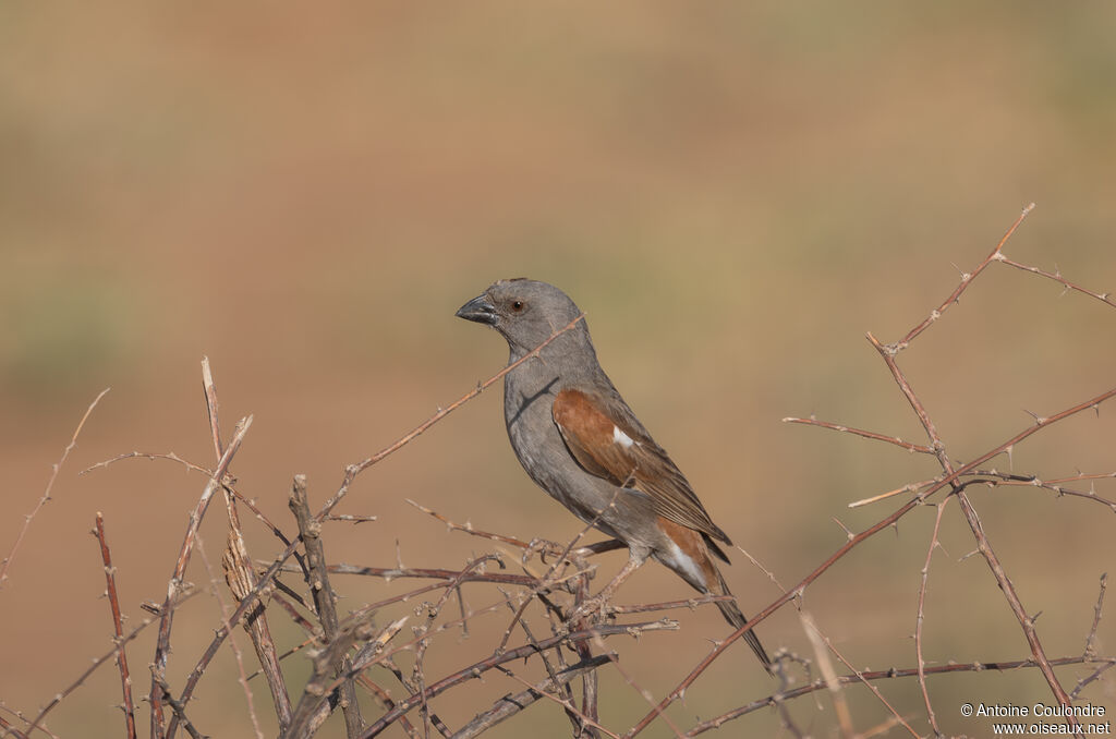 Moineau perroquetadulte