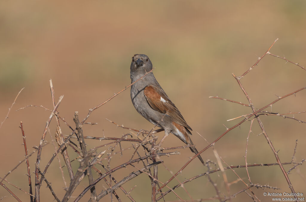 Moineau perroquetadulte