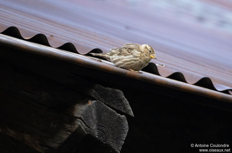 Moineau soulcieadulte nuptial