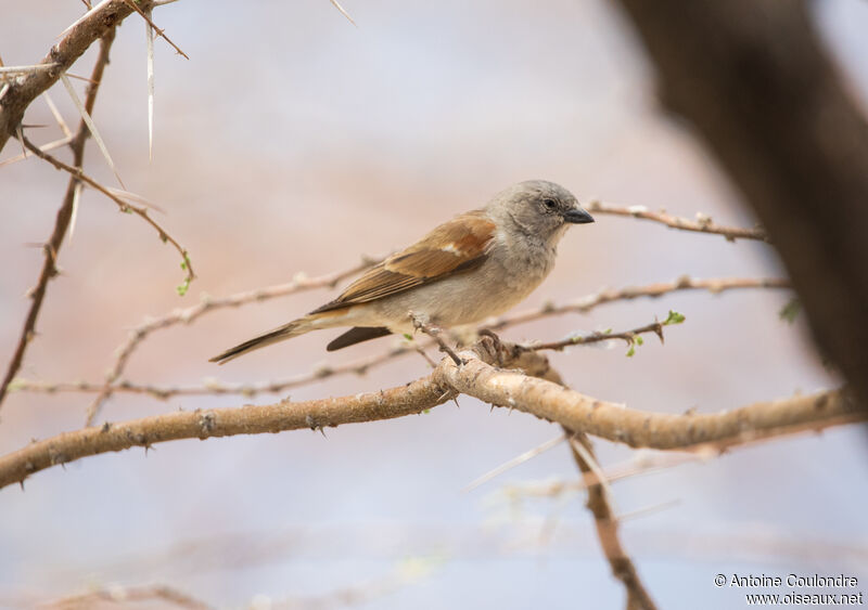 Moineau sud-africainadulte