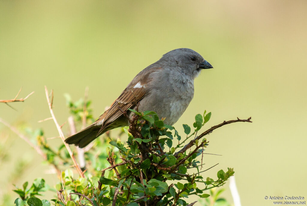 Moineau swahiliadulte