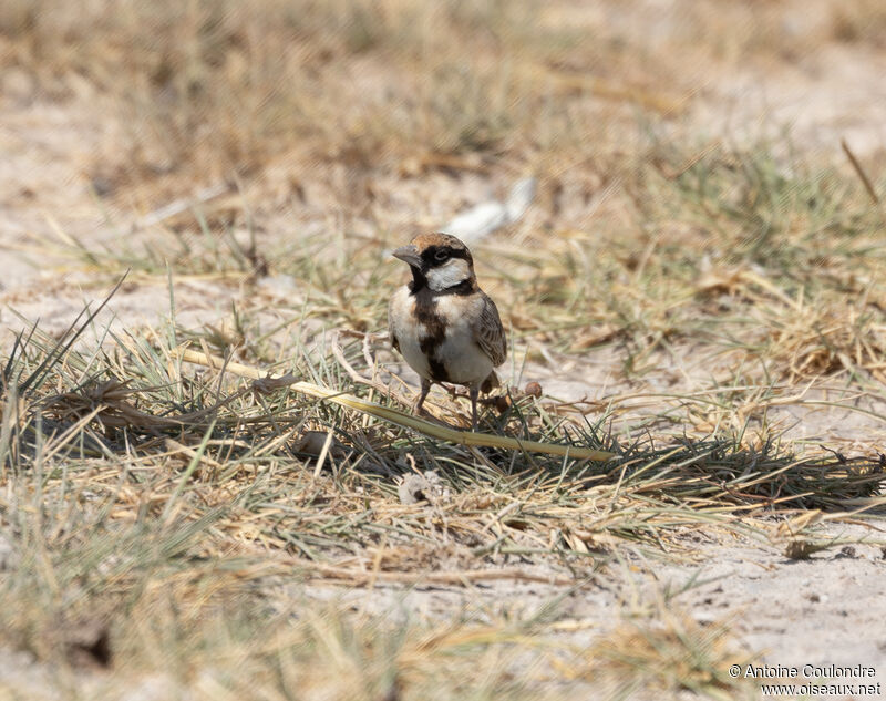 Fischer's Sparrow-Lark male adult