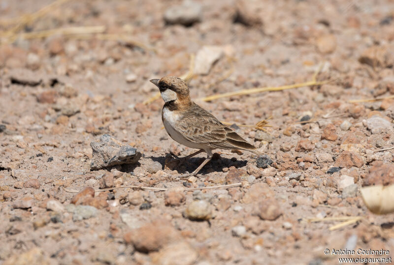 Fischer's Sparrow-Lark male adult