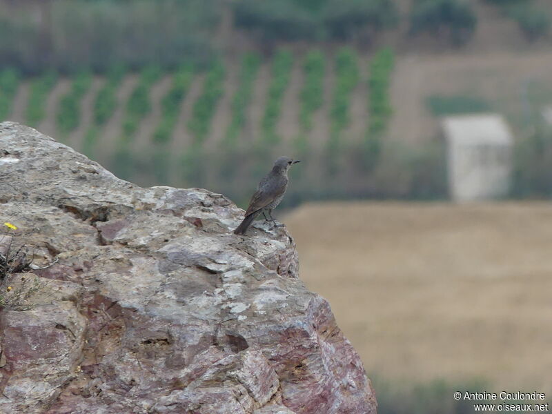 Blue Rock Thrush female adult breeding