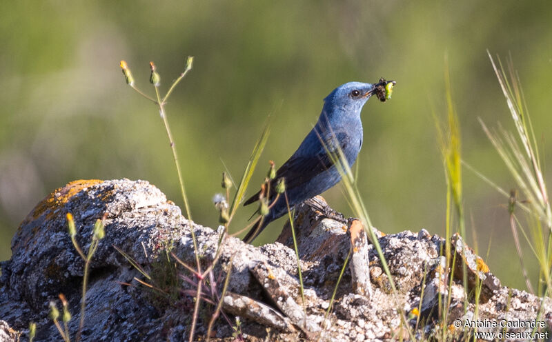 Monticole bleu mâle adulte nuptial, pêche/chasse, Nidification