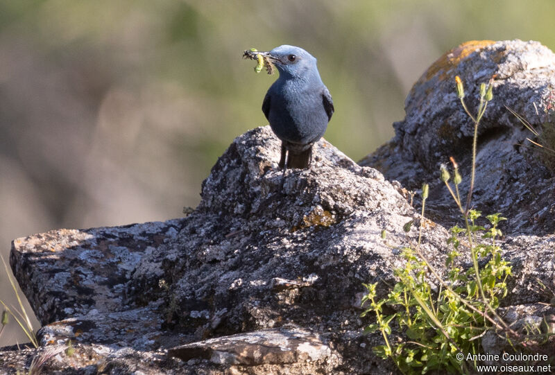 Blue Rock Thrush male adult breeding, fishing/hunting, Reproduction-nesting