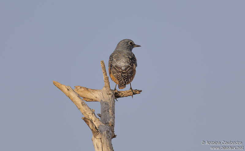 Common Rock Thrush male adult post breeding