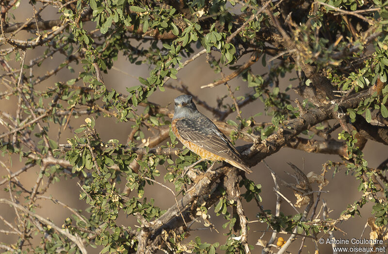 Common Rock Thrush male adult post breeding