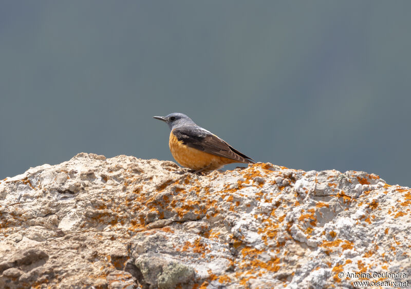 Common Rock Thrush male adult breeding, courting display