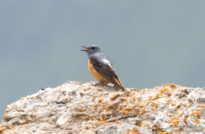 Common Rock Thrush male adult breeding, courting display, song