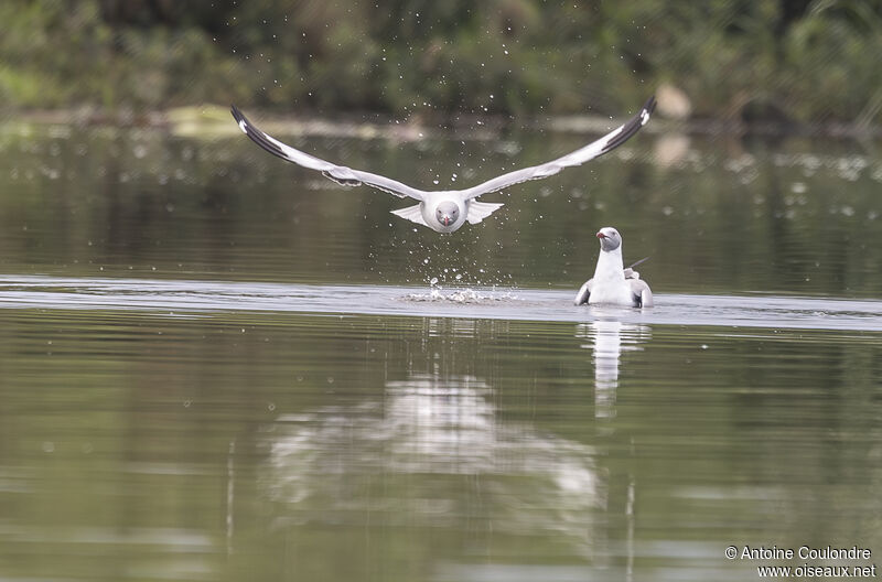 Mouette à tête griseadulte