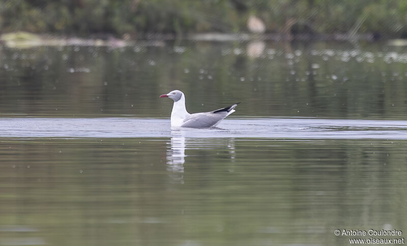 Grey-headed Gulladult