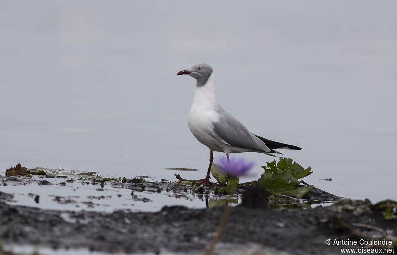 Grey-headed Gulladult