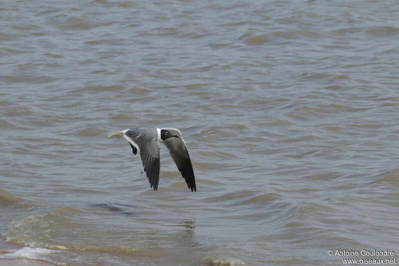 Mouette atricilleadulte nuptial, Vol