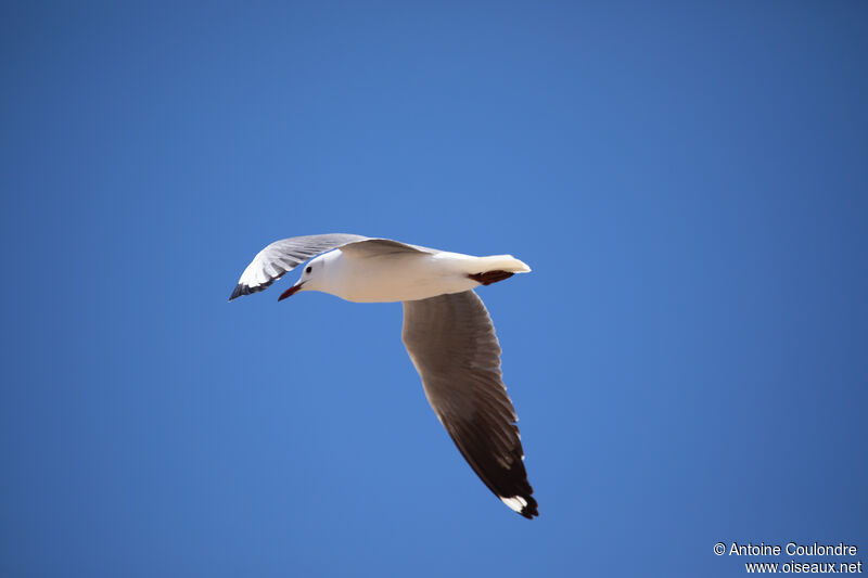 Mouette de Hartlaubadulte, Vol