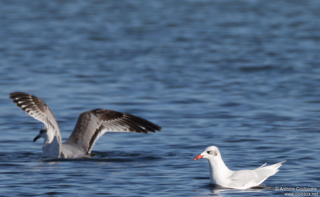 Mouette mélanocéphale1ère année